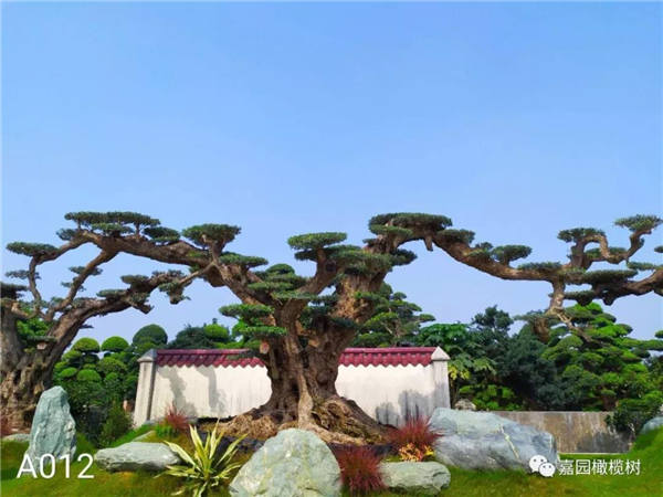 西方文明圣樹的由來(2)