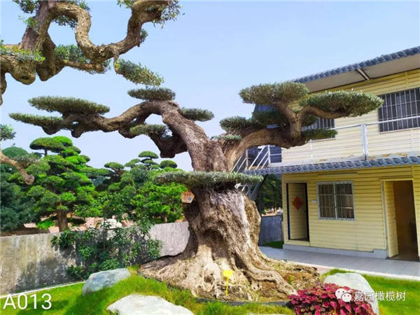 夢里的橄欖樹(一)