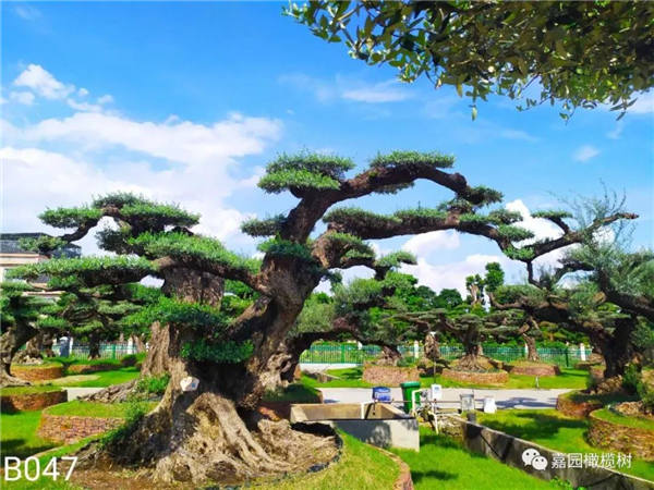 微信圖片_20201211104519.jpg 微信圖片_20201211104519.jpg